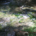Mi perro Aiser de  excu...