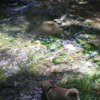 Mi perro Aiser de  excu...