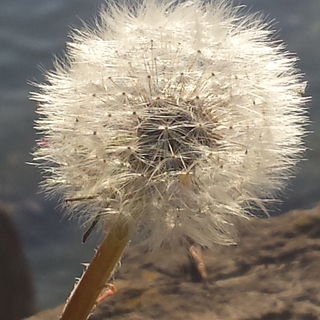 Last man standing...the...