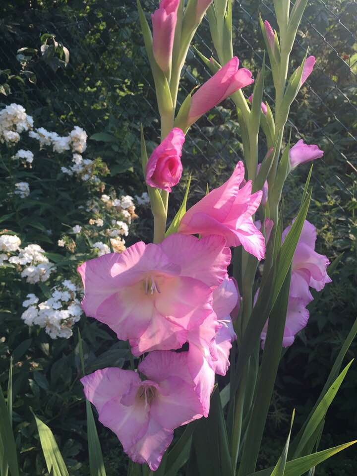 nach dem Regen 9.8.2020