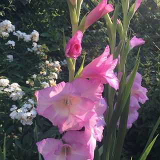 nach dem Regen 9.8.2020...