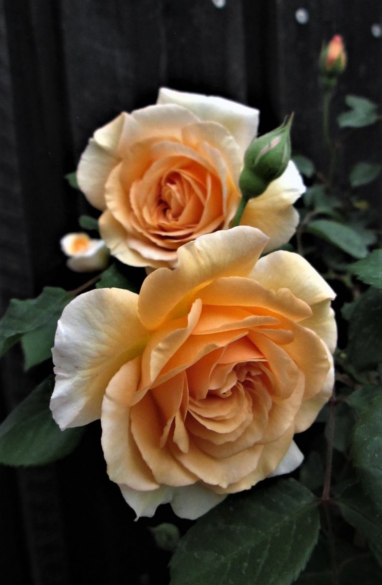 Erstes Rosenpaar mit zartem Teerosenduft