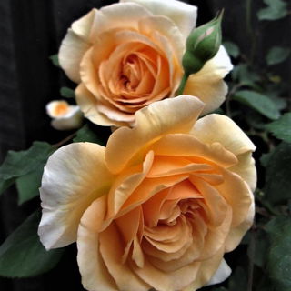 Erstes Rosenpaar mit za...