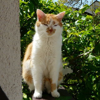 Er war ein treuer und u...