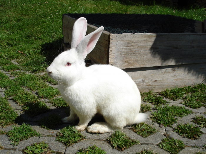 Hasi....R.I.P.