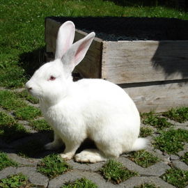 Hasi....R.I.P.