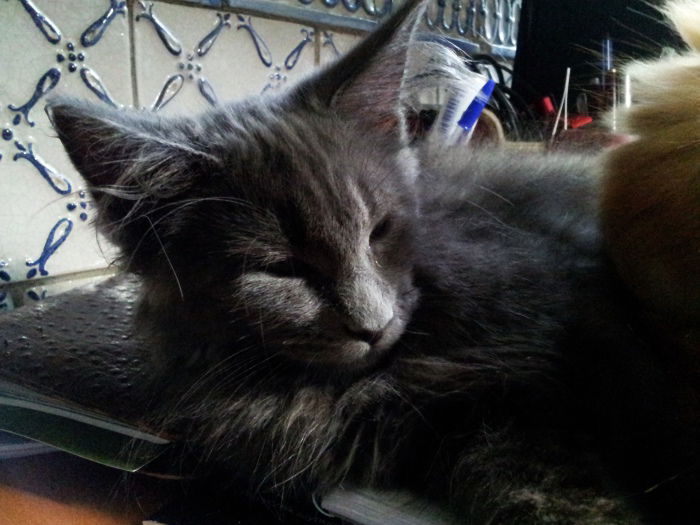 "Teddy" - Maine Coon Katerchen, 12 Wochen alt.....