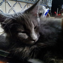 "Teddy" - Maine Coon Ka...