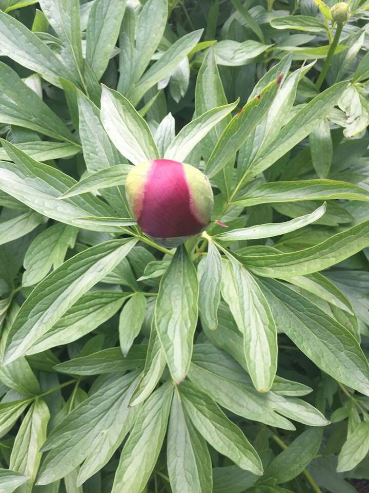 die Blüte kommt bald