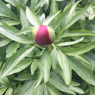 die Blüte kommt bald