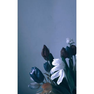 Tulpen