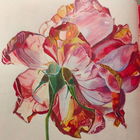 A detailed rose