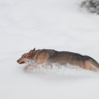 Faster than the speed o...