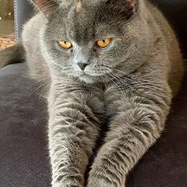 My Milly