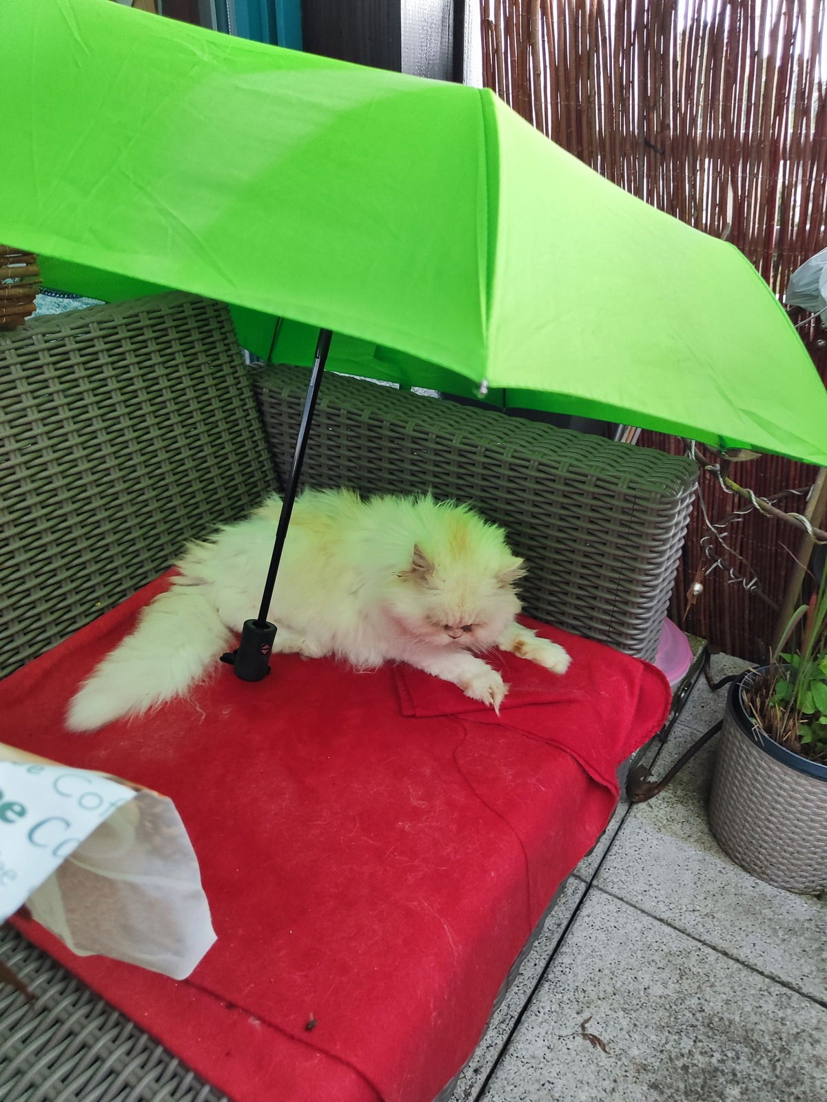 Selbst bei Regen muss man Frischluft genießen. Das Frl. Ist mittlerweile 18 Jahre..😁