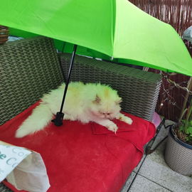Selbst bei Regen muss m...