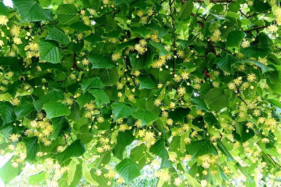 Lindenblüten, der Duft des Sommers - lieblich, süß und warm