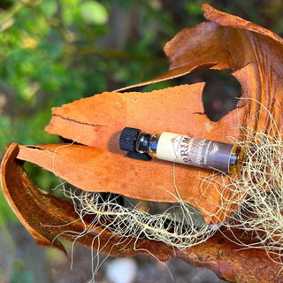 Primal Forest / Organic...