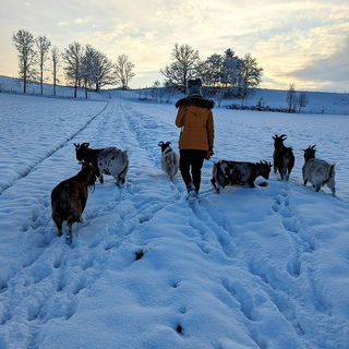 Schneetrupp 🐐❄️