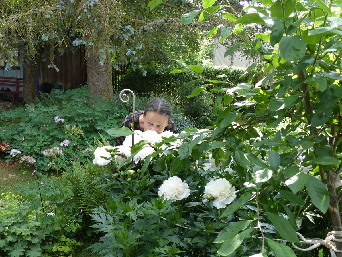 weiße Pfingstrose - einfach umwerfend