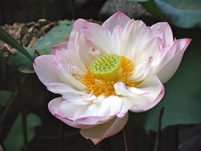 Lotusblüte im Lou Lim Ioc Park in Macau