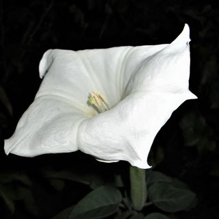 Sie blüht nur ganz kur...