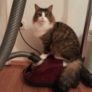 Unser Reinigungspersona...