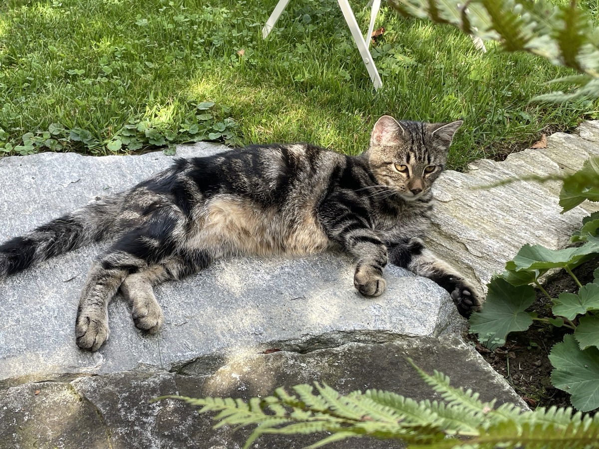 Nanouk - seit Juli 23 bei uns zuhause