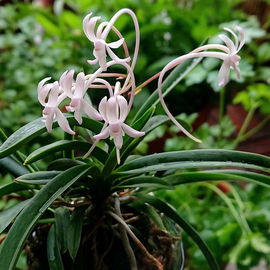 Miniorchidee Neofinetia...