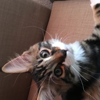 Wer kann diesem Blick w...