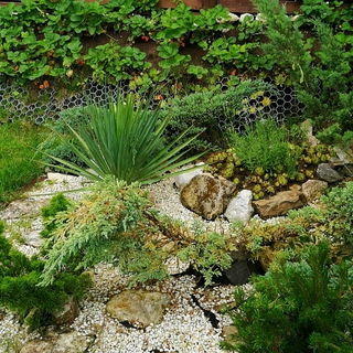 Backyard corner...