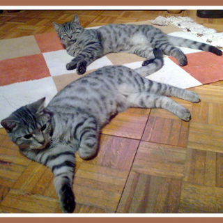 vorn Toni, hinten Mucki...