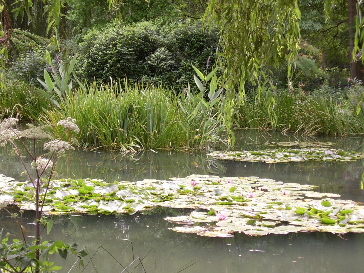 Monet's Seerosen