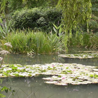 Monet's Seerosen