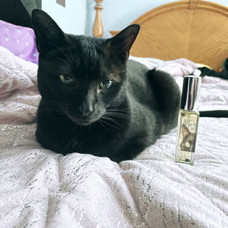 🐈‍⬛ Best Boi 🐈‍⬛