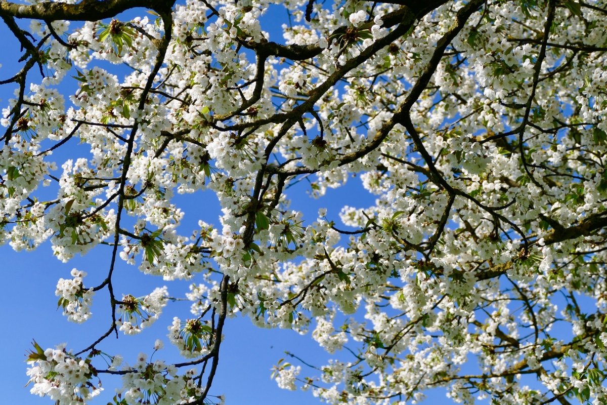 Ein Fest für Bienen - April 2017
