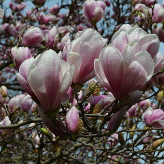 Magnolia