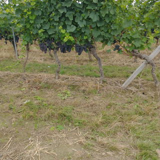 Die Weinlese kann begin...