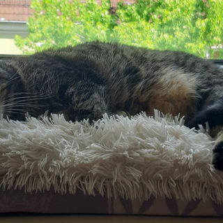 Mein süsser Ti(vellon)...