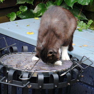 Grillreinigung leicht g...