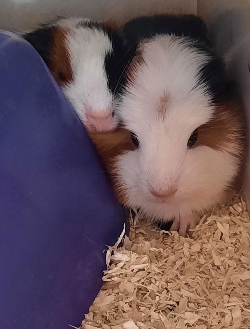 Meine verrückten Herzchen ❤