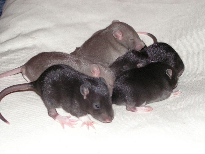 Meine sieben Zwerge (hier etwa 2 Wochen alt).