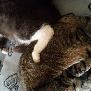 Kira und Rocky