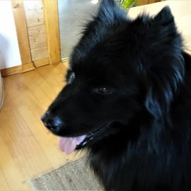 Brunito