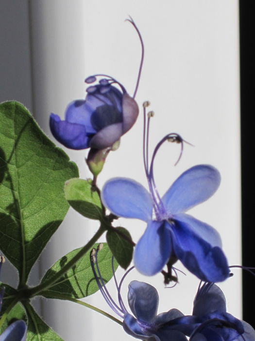 La Danza delle Libellule