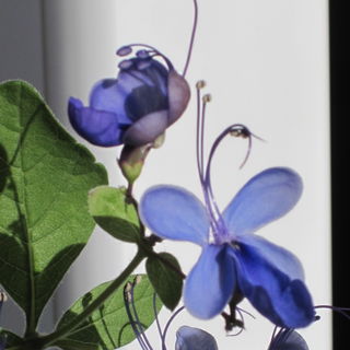 La Danza delle Libellul...