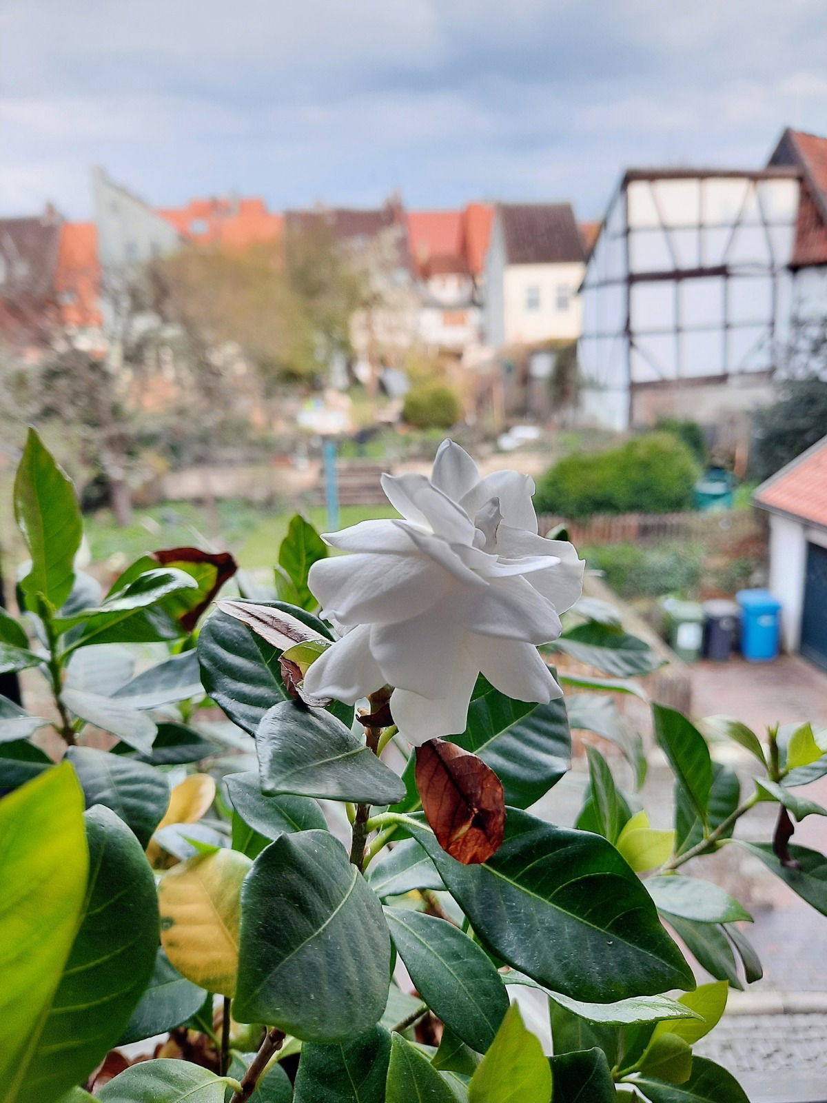 Meine Gardenie blüht schon wieder 😍