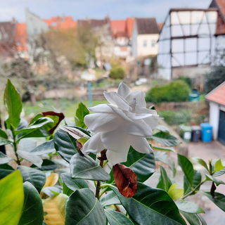 Meine Gardenie blüht s...