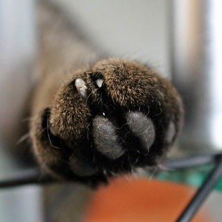 Bitte einmal Pediküre....