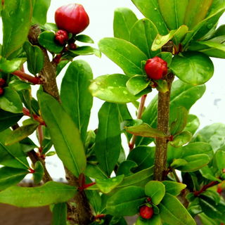 Mein Granatapfelbäumch...